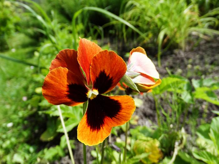 Viola tricolor (Maćuhica)