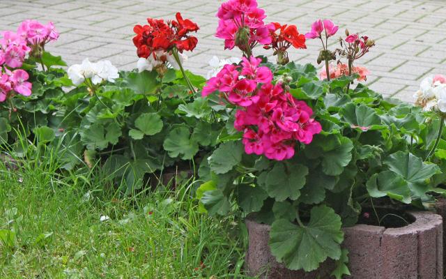 Pelargonije zimi