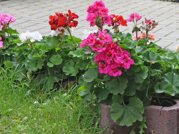 Pelargonium zonale