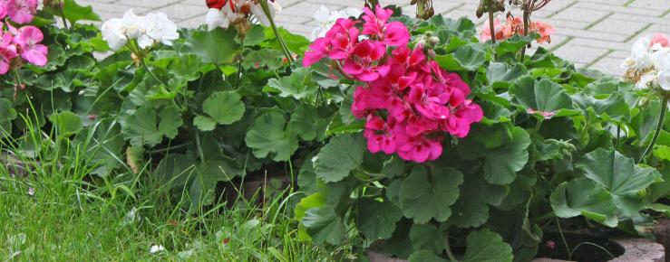 Pelargonium zonale