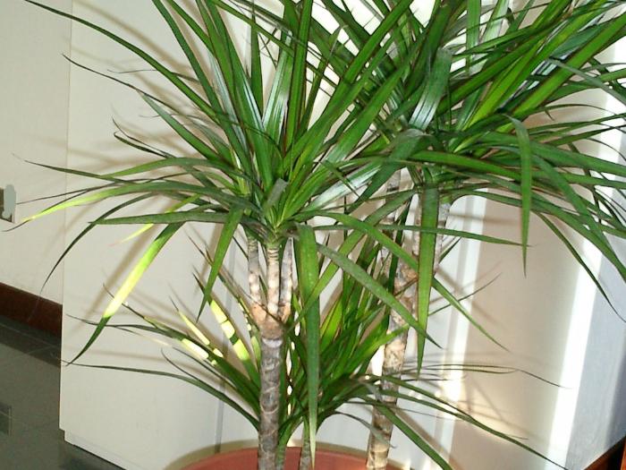 Dracena