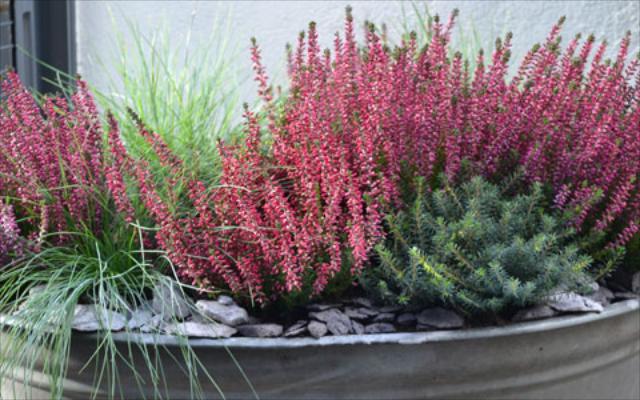 Vrijesak - idealan za hladne dane