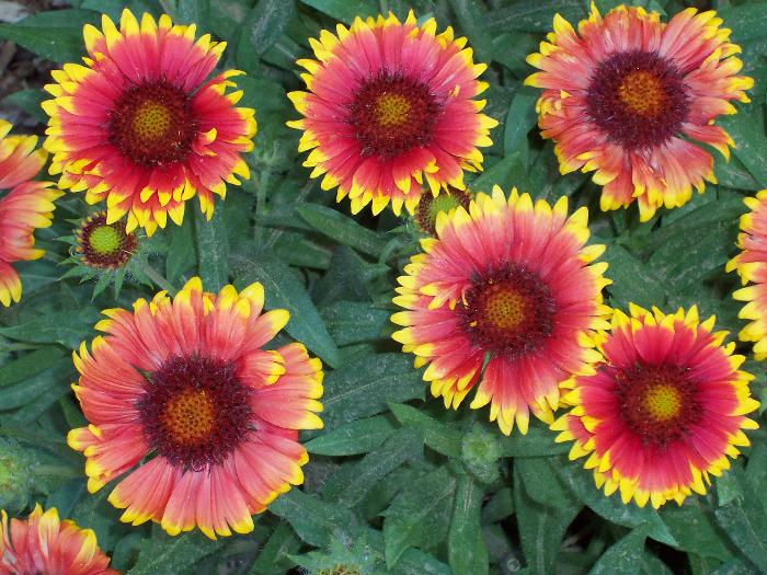 Gaillardia