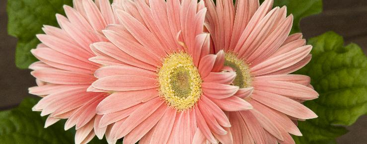 Gerbera