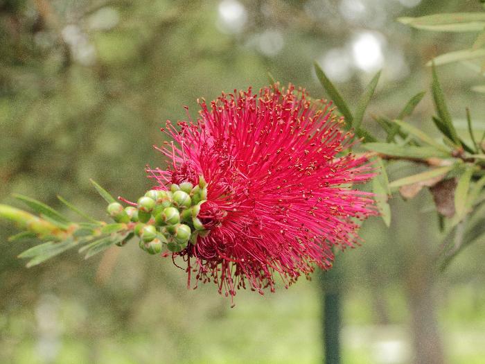 Kalistemon (Callistemon sp.)