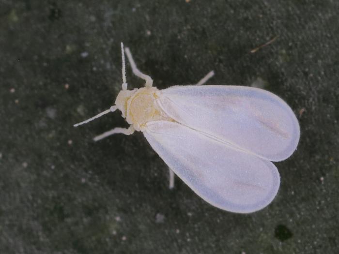 Bijela mušica (Trialeurodes vaporariorum)
