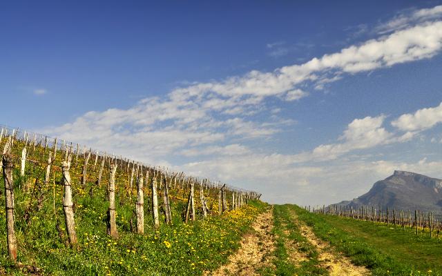 Vinograd u travnju - što sve treba obaviti