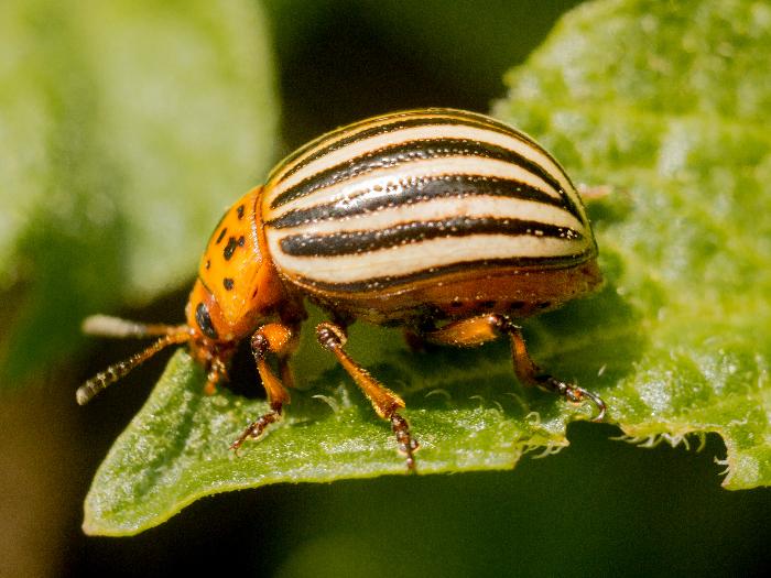 Odrasli oblik (imago) krumpirove zlatice