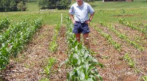 Učinak gnojidbe fosfornim gnojivima na početku vegetacije