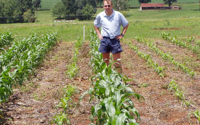 Učinak gnojidbe fosfornim gnojivima na početku vegetacije