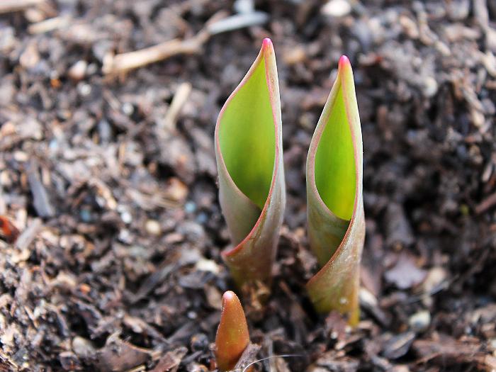 Tulipani na proljeće (nicanje)