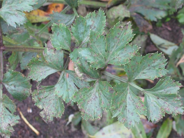 Pjegavost lista celera (Septoria apiicola)