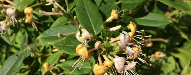 Lonicera