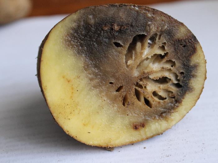 Phytophthora infestans - Plamenjača krumpira