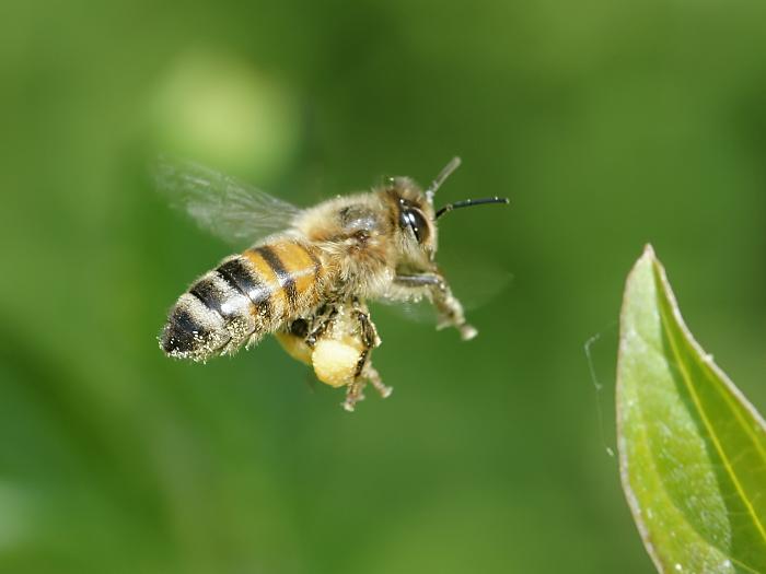Medonosna pčela u letu