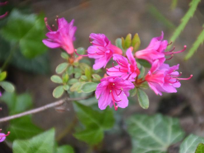 Rododendron (Rhododendron obtusum)"