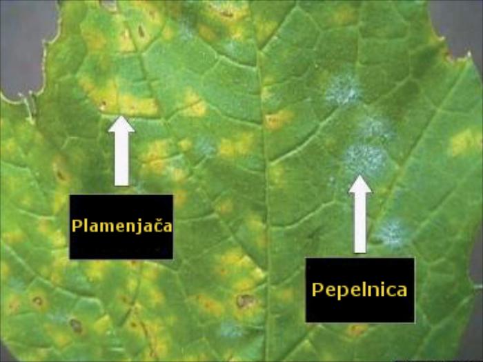 Razlika između plamenjače i pepelnice