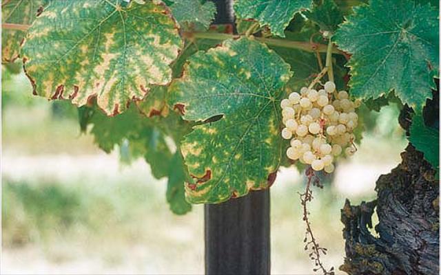 Folijarna gnojidba vinograda borom