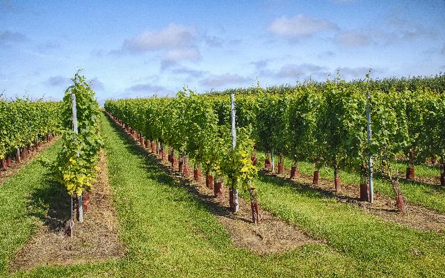 Jaka bura uništila vinograd - kako pomoći čokotu da se oporavi?
