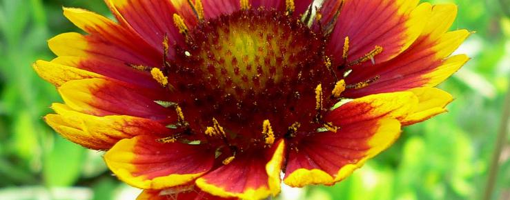 Gaillardia x grandiflora