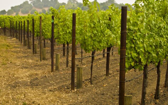 Djelovanje NPK gnojiva na vinovu lozu