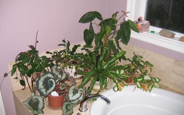 Sobno bilje u kupaonici