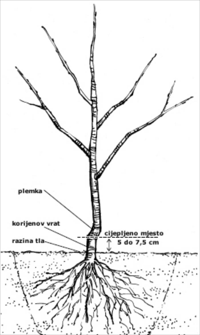 Ilustracija ispravne dubine sadnje