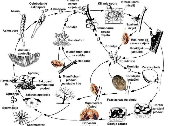 Monilia - životni ciklus