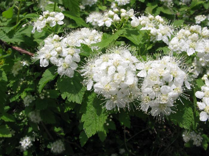 Suručica (Spiraea sp.)