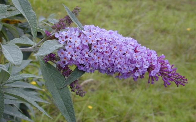 Idealno je vrijeme za sadnju ljetnog jorgovana