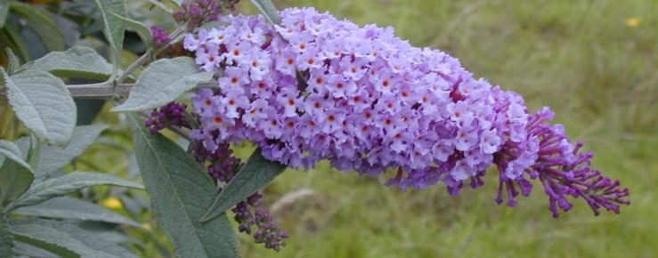 Buddleja daviddi