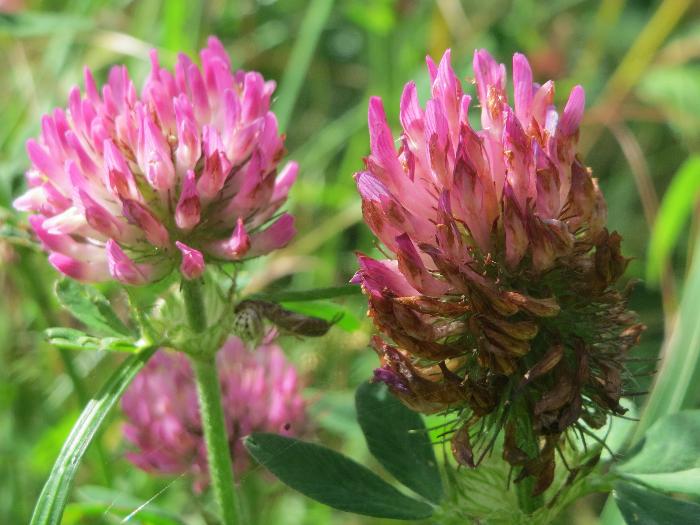 Trifolium pratense