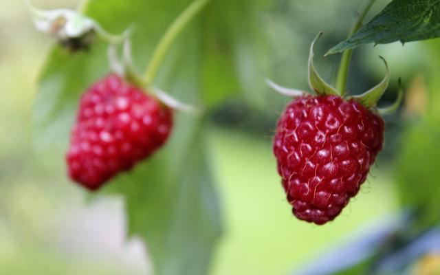 Ljetno orezivanje maline