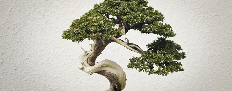 Bonsai