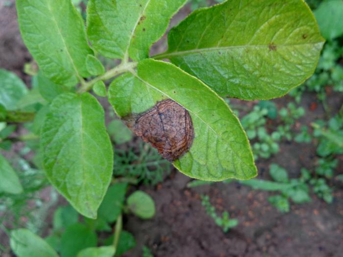 Alternaria solani - Koncentrična pjegavost krumpira