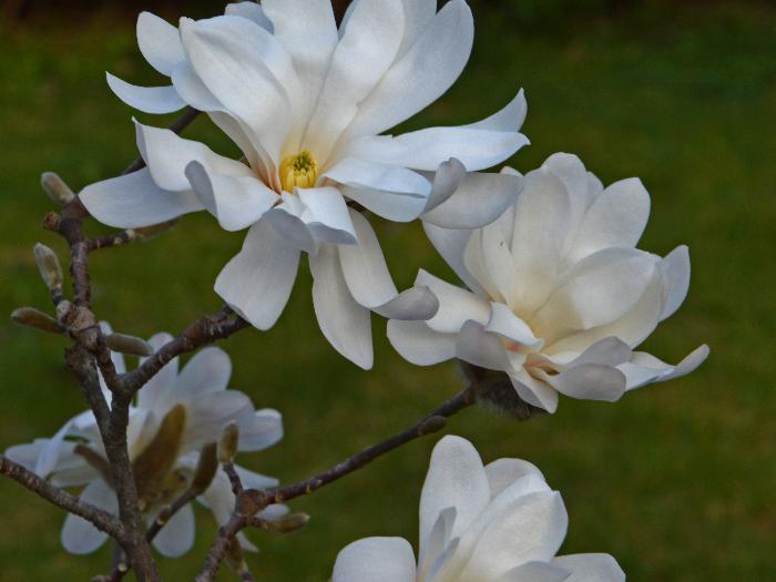 Magnolia stellata