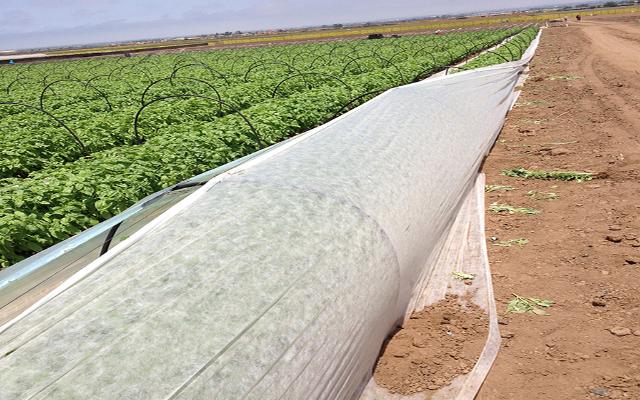 Zaštita povrća od hladnoće i mraza pomoću agrila