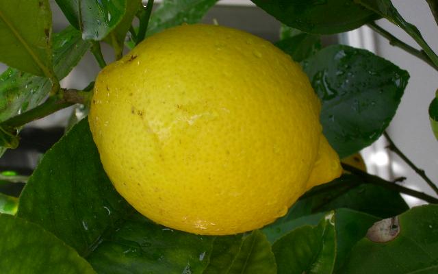 Limun cvjeta, ali ne daje plod