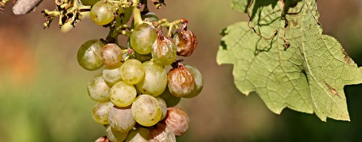 Šteta u vinogradu