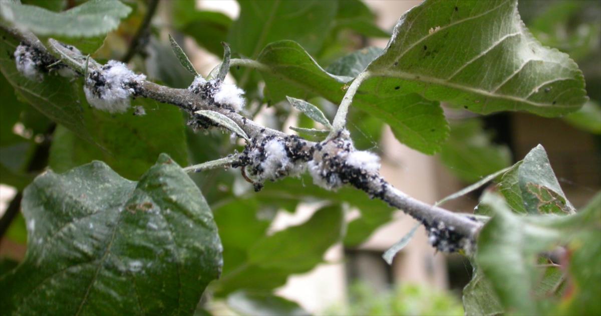 Uo\u010dena pojava Krvave u\u0161i u nasadima jabuke - Poljoprivredni portal