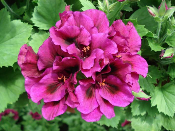 Pelargonium grandiflorum