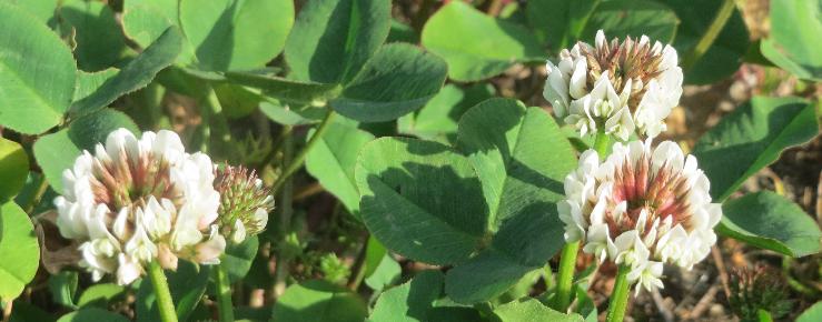 Djetelina (Trifolium)