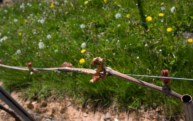 Određivanje potencijalne rodnosti pupova vinove loze
