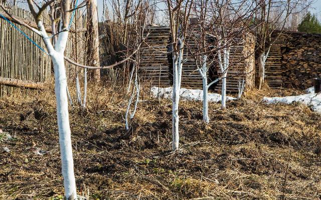 Krečenjem voćaka spriječite mrazopuc