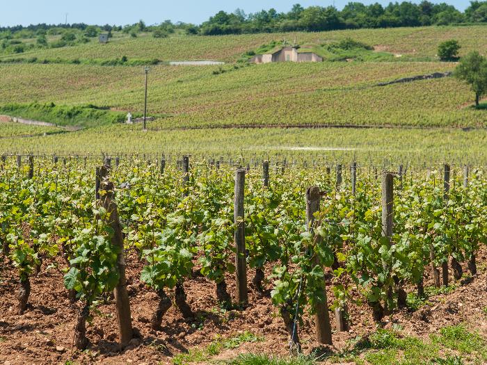 Proljetna obrada tla u vinogradu