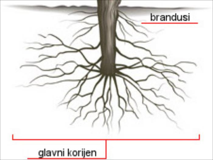 Korijen vinove loze