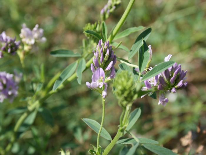 Medicago sativa - cvijet