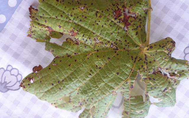 Pjegavost lista lipe uzrokovana gljivicom Mycosphaerella