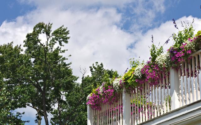 Postanite majstor balkonskog cvijeća