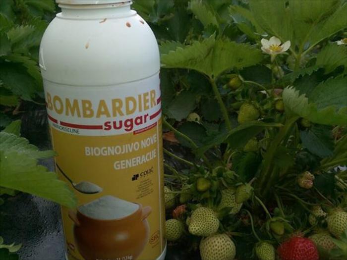 Primjena Bombardier Sugar na OPG Jurković (Pula) za brže dozrijevanje jagoda